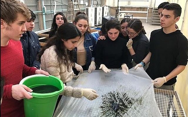 Des étudiants du lycée hébraïque Herzliya à Tel Aviv qui produisent de la spirulina. (Crédit : JustSpirulina.org ) Des étudiants du lycée hébraïque Herzliya à Tel Aviv qui produisent de la spirulina. (Crédit : JustSpirulina.org )
