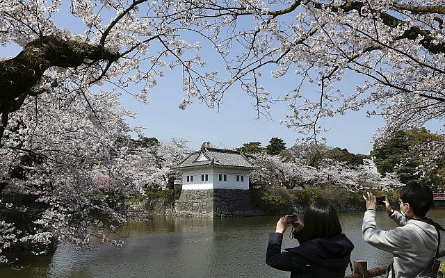 Un couple prend des photos autour du château d'Odawara, au sud-ouest de Tokyo, au Japon, pendant la floraison des cerisiers, le 31 mars 2018. (AP Photo/Koji Sasahara) Un couple prend des photos autour du château d'Odawara, au sud-ouest de Tokyo, au Japon, pendant la floraison des cerisiers, le 31 mars 2018. (AP Photo/Koji Sasahara)