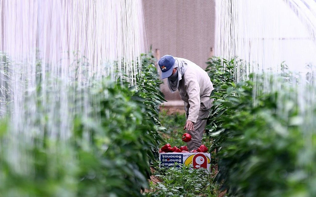 Un employé ramasse des poivrons dans une serre dans la ferme d'Al Wabar, dans la municipalité d'Al Shahania à 40 km de Doha, le 5 avril 2019. (Crédit : Mustafa Mounes / AFP)