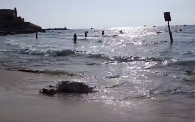 Une carcasse de bovin sur le rivage de la plage de Jaffa ouverte aux chiens, le 9 juin 2019 (Capture d'écran/YouTube)