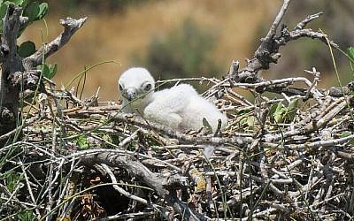 Photo d'un petit Circaète Jean-le-Blanc (Liad Cohen, Autorité de la nature et des parcs)