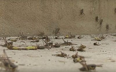 Des nuées de sauterelles à Moshav Alonei Habashan  dans les Plateaux du Golan, le 4 juin 2019. (Capture d'écran : Kan)