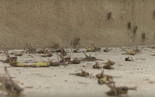 Des nuées de sauterelles à Moshav Alonei Habashan dans les Plateaux du Golan, le 4 juin 2019. (Capture d'écran : Kan) Des nuées de sauterelles à Moshav Alonei Habashan dans les Plateaux du Golan, le 4 juin 2019. (Capture d'écran : Kan)