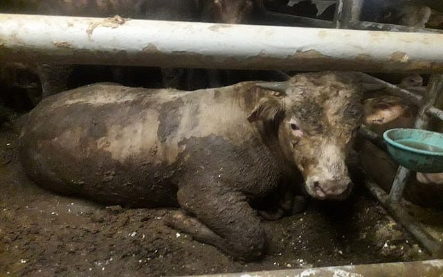 Une vache à bord d'un bateau de transport d'animaux vivant gisant dans la crasse parce que la sciure de bois supplémentaire ne pouvait pas supporter les conditions chaudes et humides à bord. (Extrait d'une présentation du vétérinaire inspecteur du ministère de l'Agriculture, Dr Lauren Stein, lors d'une conférence à huis clos tenue en Europe à la mi-juin et publiée par Animals formerly Anonymous for Animal Rights) le 24 juin 2019. Une vache à bord d'un bateau de transport d'animaux vivant gisant dans la crasse parce que la sciure de bois supplémentaire ne pouvait pas supporter les conditions chaudes et humides à bord. (Extrait d'une présentation du vétérinaire inspecteur du ministère de l'Agriculture, Dr Lauren Stein, lors d'une conférence à huis clos tenue en Europe à la mi-juin et publiée par Animals formerly Anonymous for Animal Rights) le 24 juin 2019.
