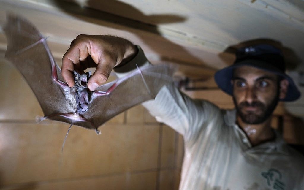 Oren Naftali, garde forestier de la Direction de la Nature et des Parcs d'Israël en Cisjordanie, tient une chauve-souris, dans un avant-poste abandonné de l'armée israélienne, le 4 juillet 2019, près du Jourdain, en Cisjordanie. (MENAHEM KAHANA / AFP)