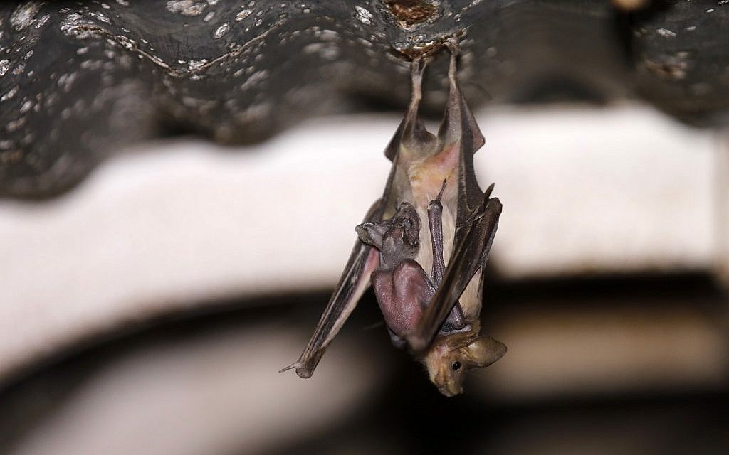 Une chauve-souris et son petit photographiés à l'intérieur d'un avant-poste abandonné de l'armée israélienne près du Jourdain, en Cisjordanie, le 4 juillet 2019. (MENAHEM KAHANA / AFP)