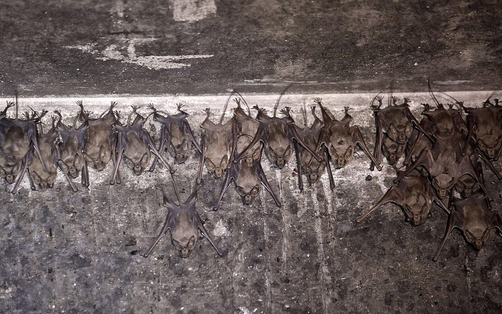 Des chauves-souris à l'intérieur d'un avant-poste abandonné de l'armée israélienne près du Jourdain, en Cisjordanie, le 7 juillet 2019. (MENAHEM KAHANA / AFP)
