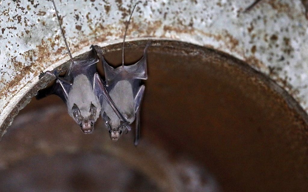 Des chauves-souris à l'intérieur d'un avant-poste abandonné de l'armée israélienne près du Jourdain, en Cisjordanie, le 7 juillet 2019. (MENAHEM KAHANA / AFP)