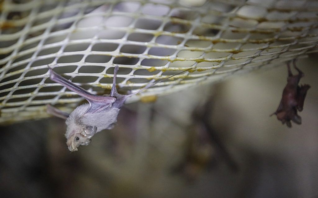 Des chauves-souris à l'intérieur d'un avant-poste abandonné de l'armée israélienne près du Jourdain, en Cisjordanie, le 7 juillet 2019. (MENAHEM KAHANA / AFP)