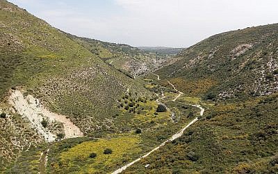 Fruticée, formation végétale transitoire où dominent des arbustes, des arbrisseaux et des sous-arbrisseaux, pouvant représenter un stade intermédiaire dans la succession de végétation qui conduit jusqu'à la constitution d'une forêt, à Nahal Dishon.
