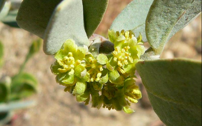 Fleur de jojoba. (Crédit photo : Wikipédia / CC BY-SA 3.0)