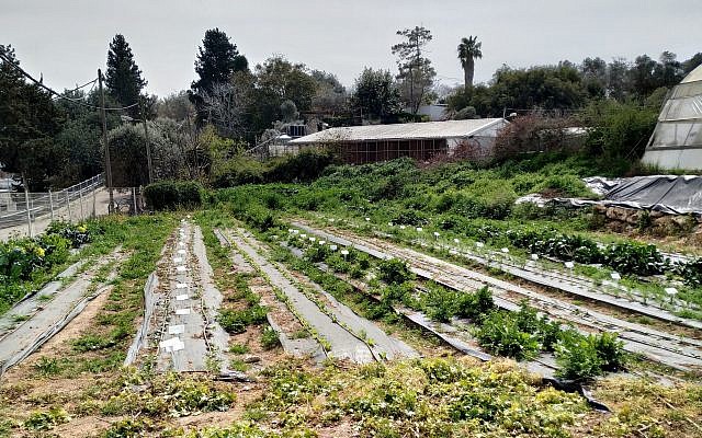Une partie de la ferme biologique dans le village pour les jeunes Hadassah Meir-Shfeyah. (Times of Israel) Une partie de la ferme biologique dans le village pour les jeunes Hadassah Meir-Shfeyah. (Times of Israel)