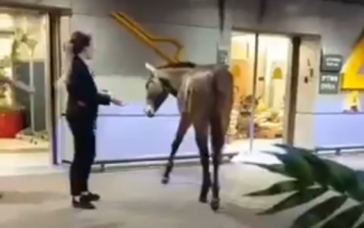 Une mule entre dans le hall de départs de l'Aéroport Ben Gurion le 24 juillet 2019. 
(Capture d'écran: Twitter)