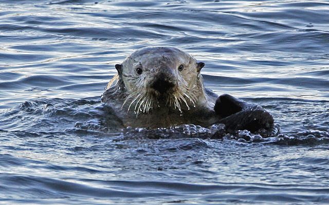 Photo d'illustration : Une loutre de mer à Morro Bay, en Californie, le 15 janvier 2010 (Crédit : AP Photo/Reed Saxon, file)