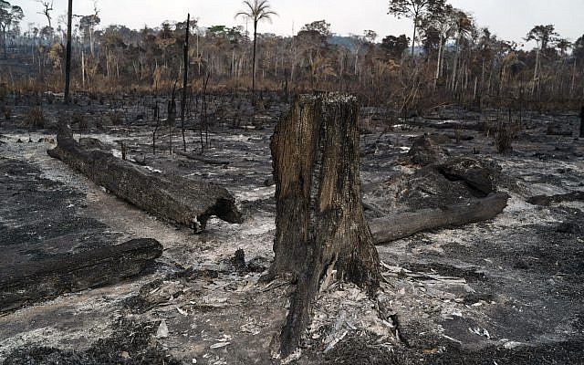 Des arbres détruits par le feu en Amazonie, dans la région de Novo Progresso, au Brésil, le 25 août 2019. (Crédit : AFP /Leo Correa)