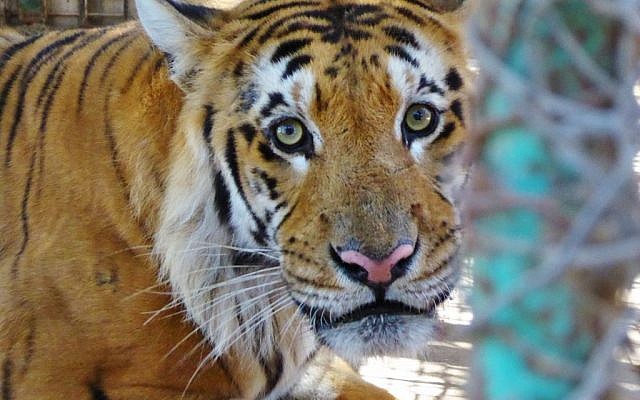 Un tigre. (Autorisation : Four Paws) Un tigre. (Autorisation : Four Paws)