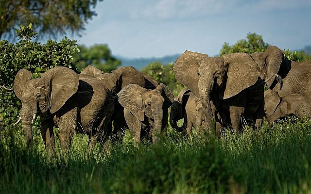 Un troupeau d'éléphants forme un cercle de protection face à une menace perçue dans le parc national de Mikumi, en Tanzanie, le 21 mars 2018 (Crédit : AP Photo/Ben Curtis) Un troupeau d'éléphants forme un cercle de protection face à une menace perçue dans le parc national de Mikumi, en Tanzanie, le 21 mars 2018 (Crédit : AP Photo/Ben Curtis)