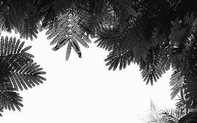 L'une des oeuvres sur la nature de Tal Paz-Fridman, celle-ci est intitulée "Le sommet de l'arbre II" (Crédit: Tal Paz-Fridman)