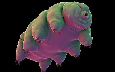 Un tardigrade, ou ourson d'eau, une créature microscopique qui peut survire dans l'espace. (Crédit : iStockPhoto)