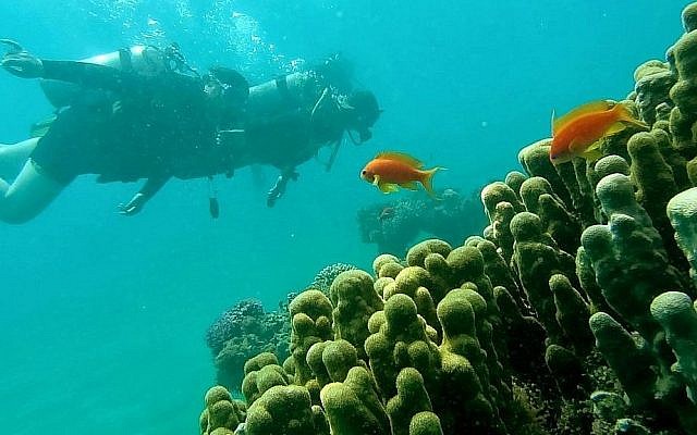 Le golfe d'Eilat. (Crédit : Dr. Ilan Malster/ministère de la Protection de l’environnement)