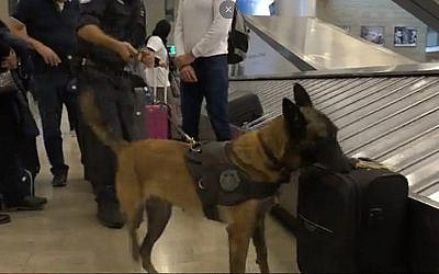 Capture d'écran d'une vidéo de Katcha, chienne-renifleuse championne du monde dans sa catégorie (Capture d'écran/Douzième chaîne)