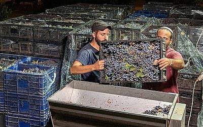 Des employés juifs travaillent sur le vignoble de Beit El dans l'implantation juive de Beit El en Cisjordanie, le 4 septembre 2019. (Hillel Maeir/Flash90) Des employés juifs travaillent sur le vignoble de Beit El dans l'implantation juive de Beit El en Cisjordanie, le 4 septembre 2019. (Hillel Maeir/Flash90)