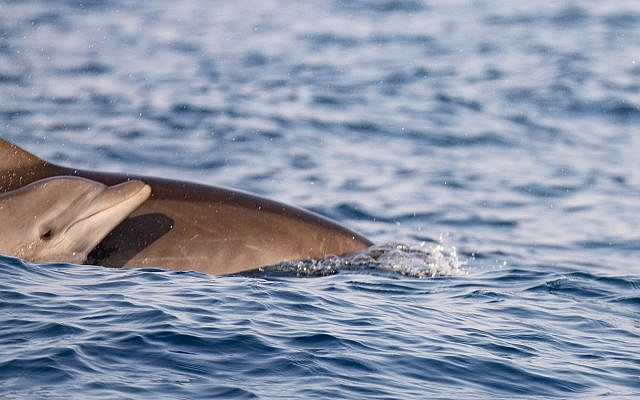 Des dauphins repérés au large de la côte du centre d'Israël en mer Méditerranée, le 15 octobre 2019. (Guy Lavian Autorité israélienne de la nature et des parcs) Des dauphins repérés au large de la côte du centre d'Israël en mer Méditerranée, le 15 octobre 2019. (Guy Lavian Autorité israélienne de la nature et des parcs)