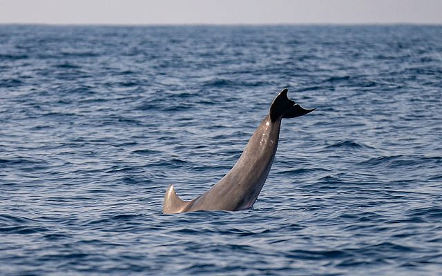 Un dauphin repéré au large de la côte du centre d'Israël en mer Méditerranée, le 15 octobre 2019. (Guy Lavian Autorité israélienne de la nature et des parcs) Un dauphin repéré au large de la côte du centre d'Israël en mer Méditerranée, le 15 octobre 2019. (Guy Lavian Autorité israélienne de la nature et des parcs)