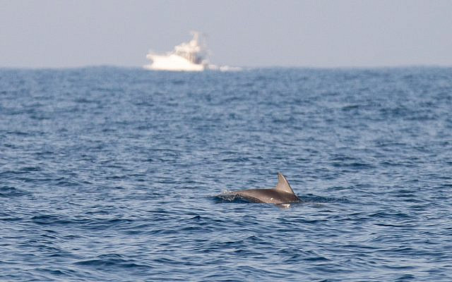 Un dauphin repéré au large de la côte du centre d'Israël en mer Méditerranée, le 15 octobre 2019. (Guy Lavian Autorité israélienne de la nature et des parcs) Un dauphin repéré au large de la côte du centre d'Israël en mer Méditerranée, le 15 octobre 2019. (Guy Lavian Autorité israélienne de la nature et des parcs)