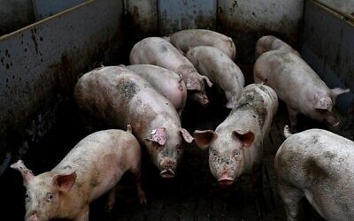Les cochons dans une ferme de Goudelin, à l'ouest de la France, le 13 février 2019 (Crédit : Damien Meyer/AFP)