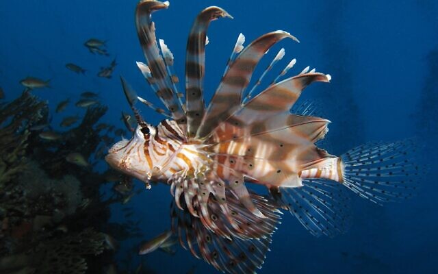 Un Pterois observé dans un corail de Shaab Angosh en Mer Rouge. (Alexander Vasenin / Wikipedia / CC BY-SA 3.0)