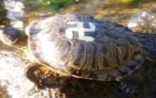 Une tortue involontirement antisémite dans un parc des abords de Seattle, au mois de novembre 2019 (Capture d'écran : Twitter via JTA) Une tortue involontirement antisémite dans un parc des abords de Seattle, au mois de novembre 2019 (Capture d'écran : Twitter via JTA)