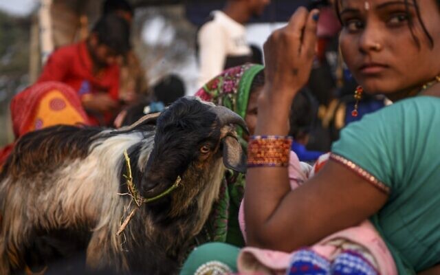 Un dévot hindou porte une chèvre à sacrifier avant le Festival Gadhimai à Baryarpur, à 160 km au sud de Katmandou, le 2 décembre 2019. (Crédit : PRAKASH MATHEMA / AFP) Un dévot hindou porte une chèvre à sacrifier avant le Festival Gadhimai à Baryarpur, à 160 km au sud de Katmandou, le 2 décembre 2019. (Crédit : PRAKASH MATHEMA / AFP)