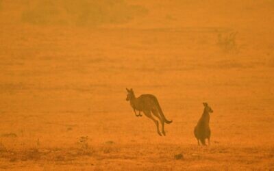 Un kangourou saute dans un champ au milieu de la fumée d'un feu de brousse dans la Snowy Valley, à la périphérie de Cooma, le 4 janvier 2020. (Crédit : SAEED KHAN / AFP)
