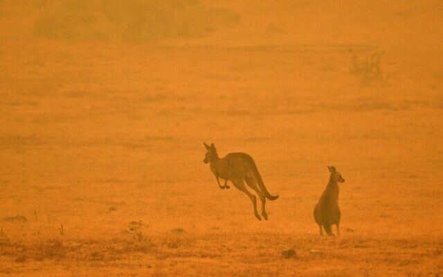 Un kangourou saute dans un champ au milieu de la fumée d'un feu de brousse dans la Snowy Valley, à la périphérie de Cooma, le 4 janvier 2020. (Crédit : SAEED KHAN / AFP) Un kangourou saute dans un champ au milieu de la fumée d'un feu de brousse dans la Snowy Valley, à la périphérie de Cooma, le 4 janvier 2020. (Crédit : SAEED KHAN / AFP)