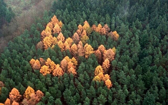 Des arbres plantés de sorte à former le symbole d’une croix gammée, en Allemagne. (Crédit : Bouteflikov / Twitter)