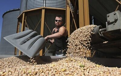 Florentino Ornelas, employé au moulin Blue Mountain Seed à Walla Walla, Washington, décharge des pois chiches pour le traite-ment dans une usine, le 28 août 2013.  
(AP/Tri-City Herald, Paul T. Erickson, File)