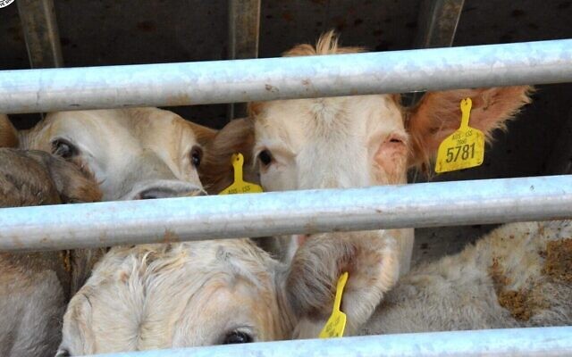 Des veaux dans un transport d'animaux vivants venant d'Australie à Eilat pour l'engraissement avant l'abattage, au mois de décembre 2019 (Crédit :Israel Against Live Shipments)