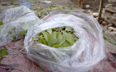 Illustration : Des feuilles de khat. (Capture d'écran YouTube)