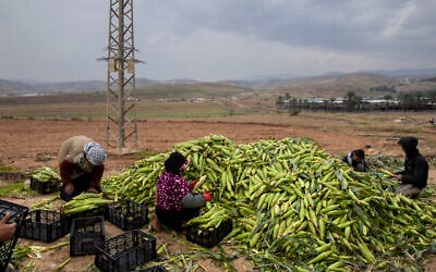Des fermiers palestiniens ramassent du maïs dans la vallée du Jourdain, en Cisjordanie, le 2 janvier 2020 (Crédit : AP Photo/Oded Balilty) Des fermiers palestiniens ramassent du maïs dans la vallée du Jourdain, en Cisjordanie, le 2 janvier 2020 (Crédit : AP Photo/Oded Balilty)
