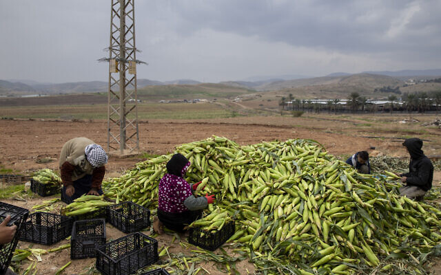 Des fermiers palestiniens ramassent du maïs dans la vallée du Jourdain, en Cisjordanie, le 2 janvier 2020 (Crédit : AP Photo/Oded Balilty) Des fermiers palestiniens ramassent du maïs dans la vallée du Jourdain, en Cisjordanie, le 2 janvier 2020 (Crédit : AP Photo/Oded Balilty)