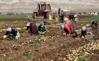 Photo d'illustration : Des agriculteurs palestiniens ramassent des pommes de terre dans un champ d'Al Aghwar, près de Jéricho, en Cisjordanie, le 18 janvier 2014 (Crédit : AP Photo/Nasser Ishtayeh)