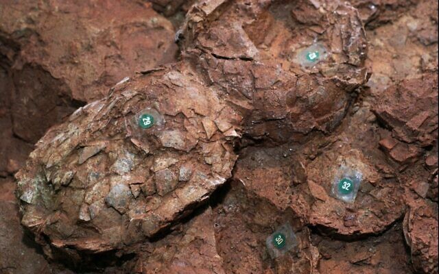 Photo d'illustration : Des fossiles d'oeufs de dinosaure (Crédit : AP Photo/Luisa Ferreira)