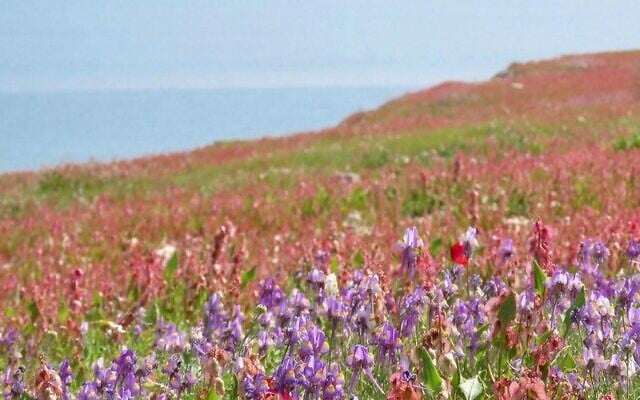 Des fleurs sauvages à la Mer Morte.(Avner Rinot, Société de protection de la nature en Israël) Des fleurs sauvages à la Mer Morte.(Avner Rinot, Société de protection de la nature en Israël)