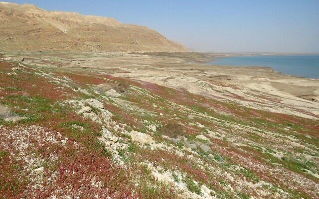 Des fleurs sauvages à la Mer Morte.(Avner Rinot, Société de protection de la nature en Israël) Des fleurs sauvages à la Mer Morte.(Avner Rinot, Société de protection de la nature en Israël)