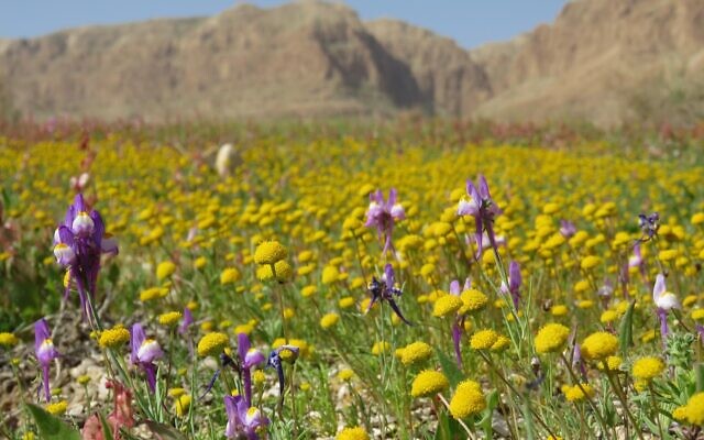 Des fleurs sauvages à la Mer Morte.(Avner Rinot, Société de protection de la nature en Israël) Des fleurs sauvages à la Mer Morte.(Avner Rinot, Société de protection de la nature en Israël)