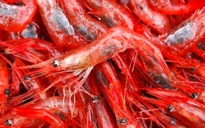 Dans cette photo du 6 janvier 2012, des crevettes ont été pêchées par un chalutier dans le golfe du Maine. (AP Photo/Robert F. Bukaty, File)
