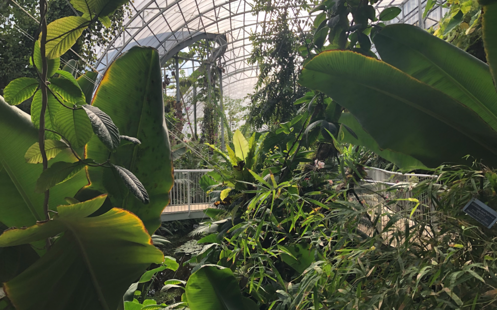 La serre hébergeant la forêt tropicale dans le conservatoire rénové du jardin botanique de Jérusalem (Crédit : Jessica Steinberg/Times of Israel)