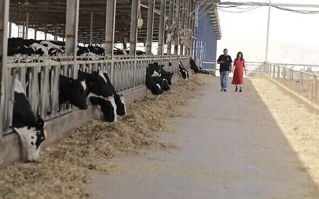 Le docteur Sivan Lacker et Ashkar Ginossar dans une exploitation de la Yotvata Dairy, dans le sud d'Israël (Crédit :Lior Nordman) Le docteur Sivan Lacker et Ashkar Ginossar dans une exploitation de la Yotvata Dairy, dans le sud d'Israël (Crédit :Lior Nordman)
