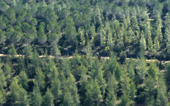 Des oins et des cyprès dans la forêt de Jérusalem (Crédit : Nati Shohat/Flash 90)